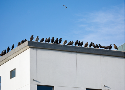 Why Is Bird Control Essential for Protecting Your Commercial Building?