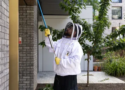 What Summer Pests Should Businesses Watch Out for in Ireland?