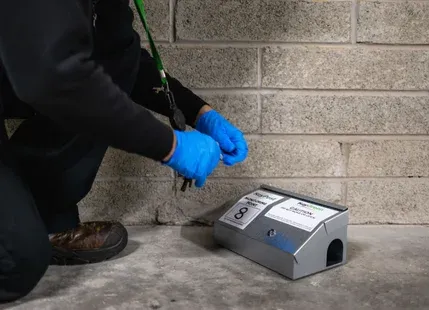 Autumn Rodent Prevention Guide for Businesses in Ireland